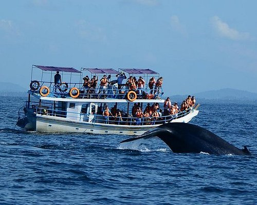 Whale Watching