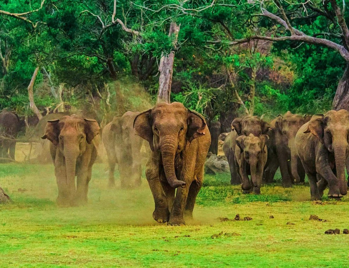 Udawalawe National Park