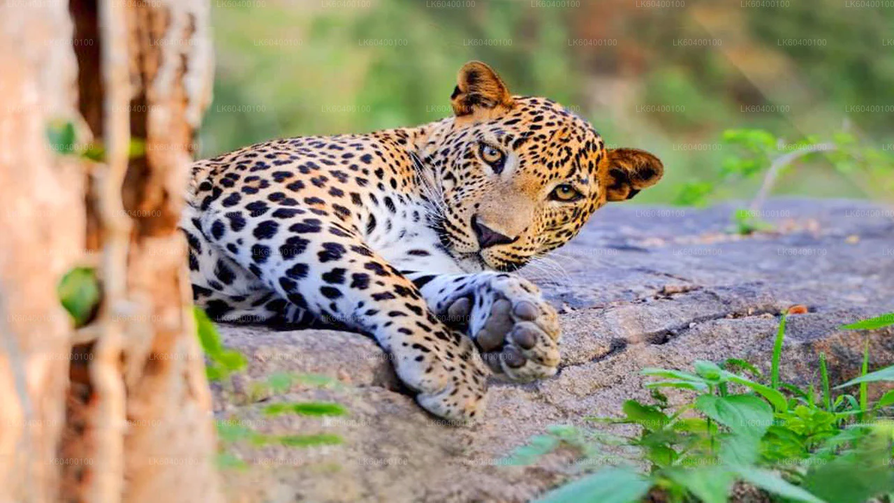 Udawalawe National Park
