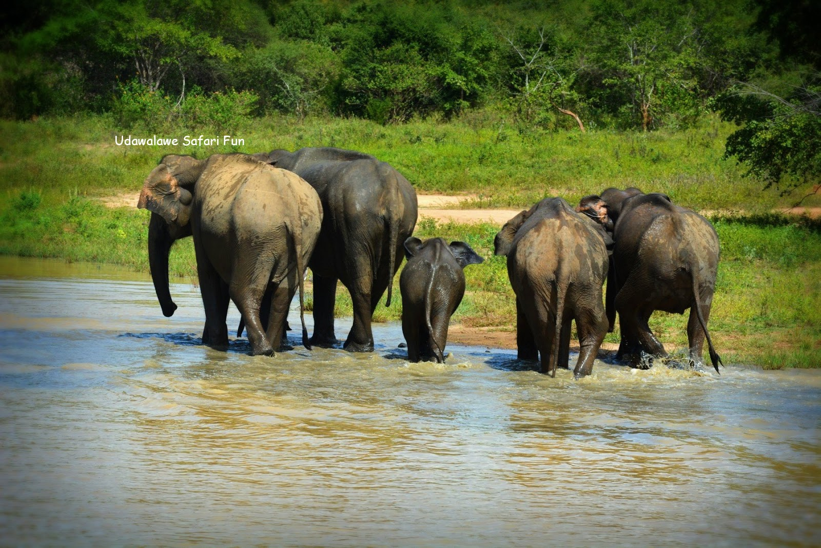 Udawalawe National Park