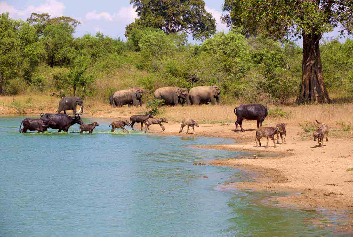 Udawalawe National Park