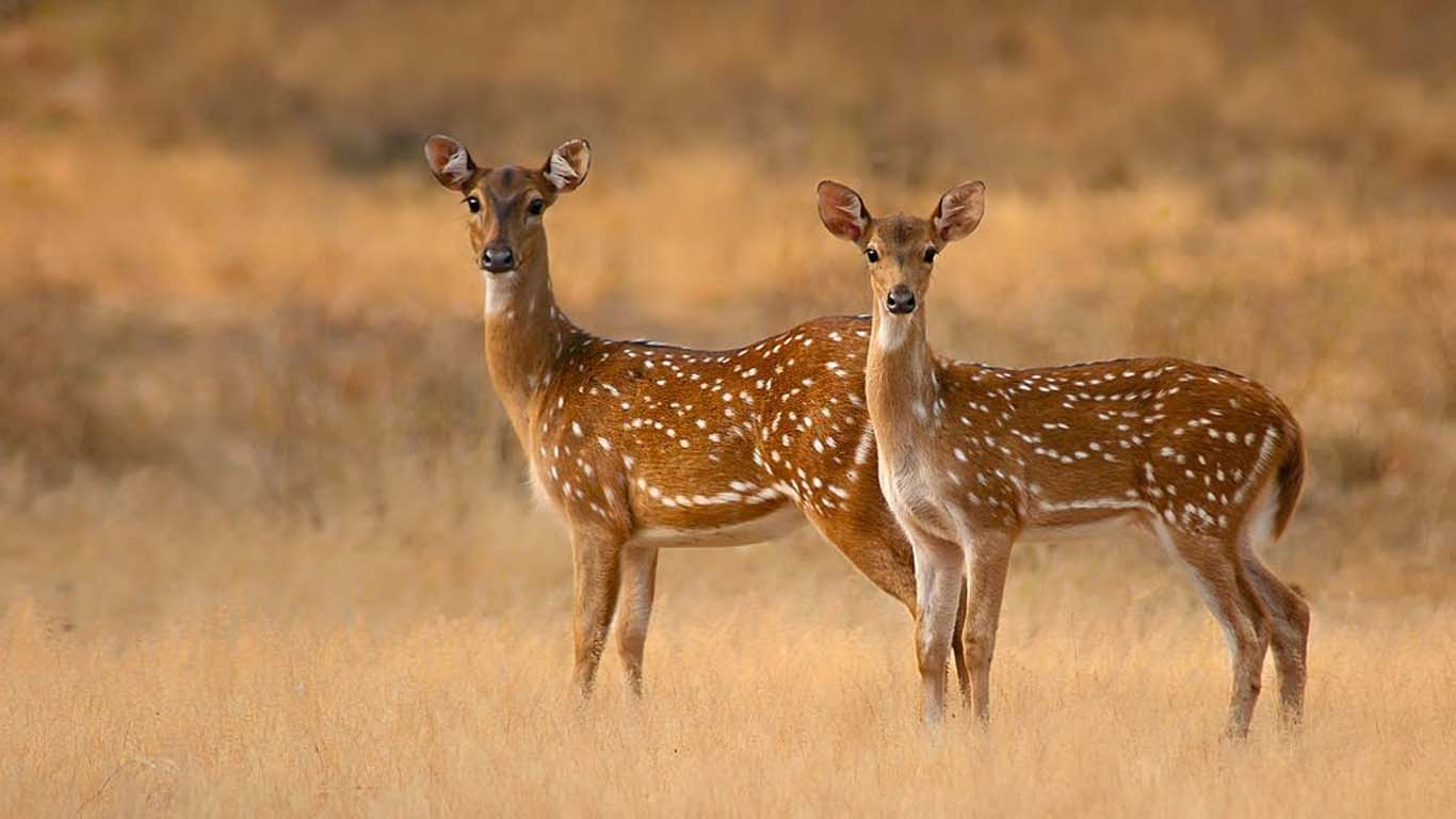 Yala Deers