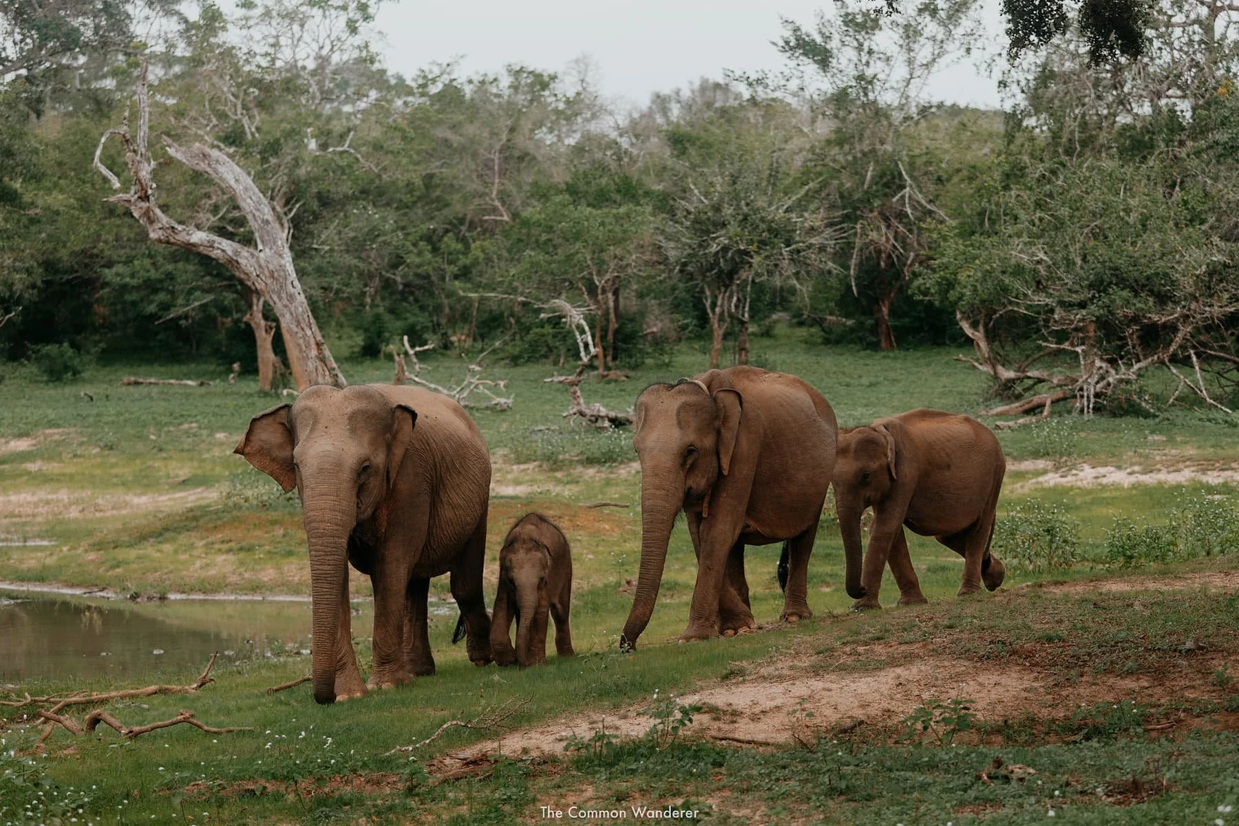Yala Elephants