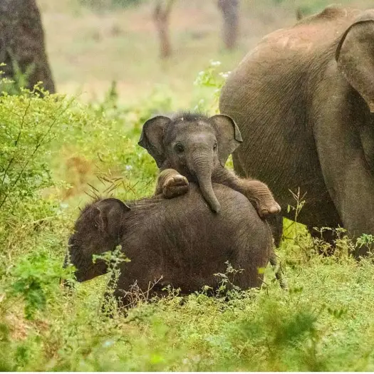 Yala Elephants