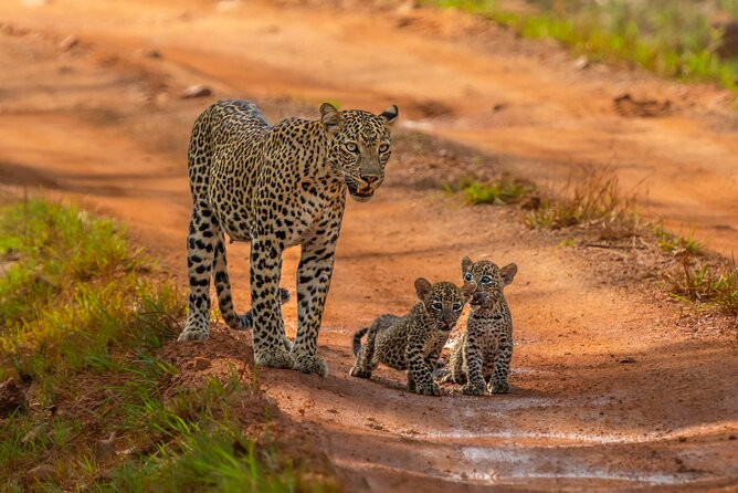 Yala Leopards