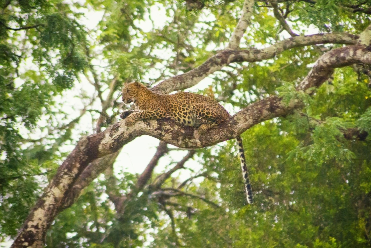 Yala Leopards