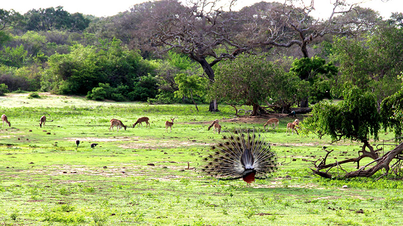Peacock at Yala